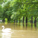 Hochwasser in Halle 2013