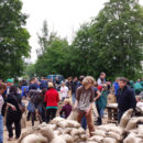 Hochwasser in Halle: die Helfer