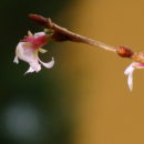 Mandelblüten im Januar